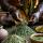 herbalist